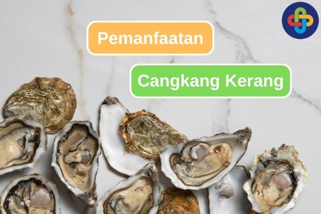 8 Potensi Cangkang Kerang yang Jarang Diketahui